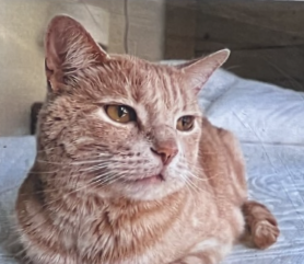 ROO